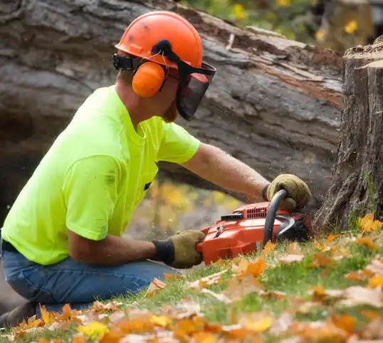 tree services Romeo